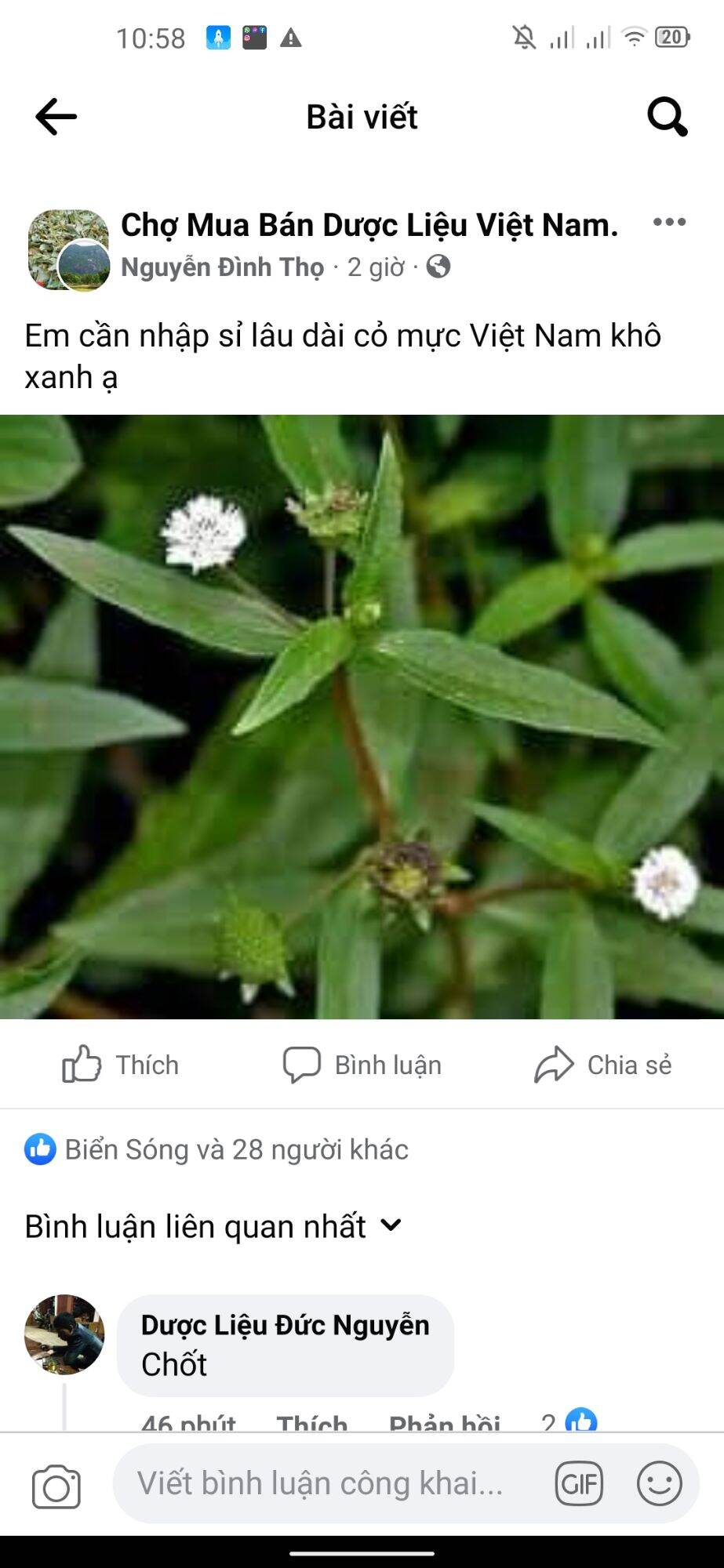 10 cây giống nhọ nồi . 0975449688