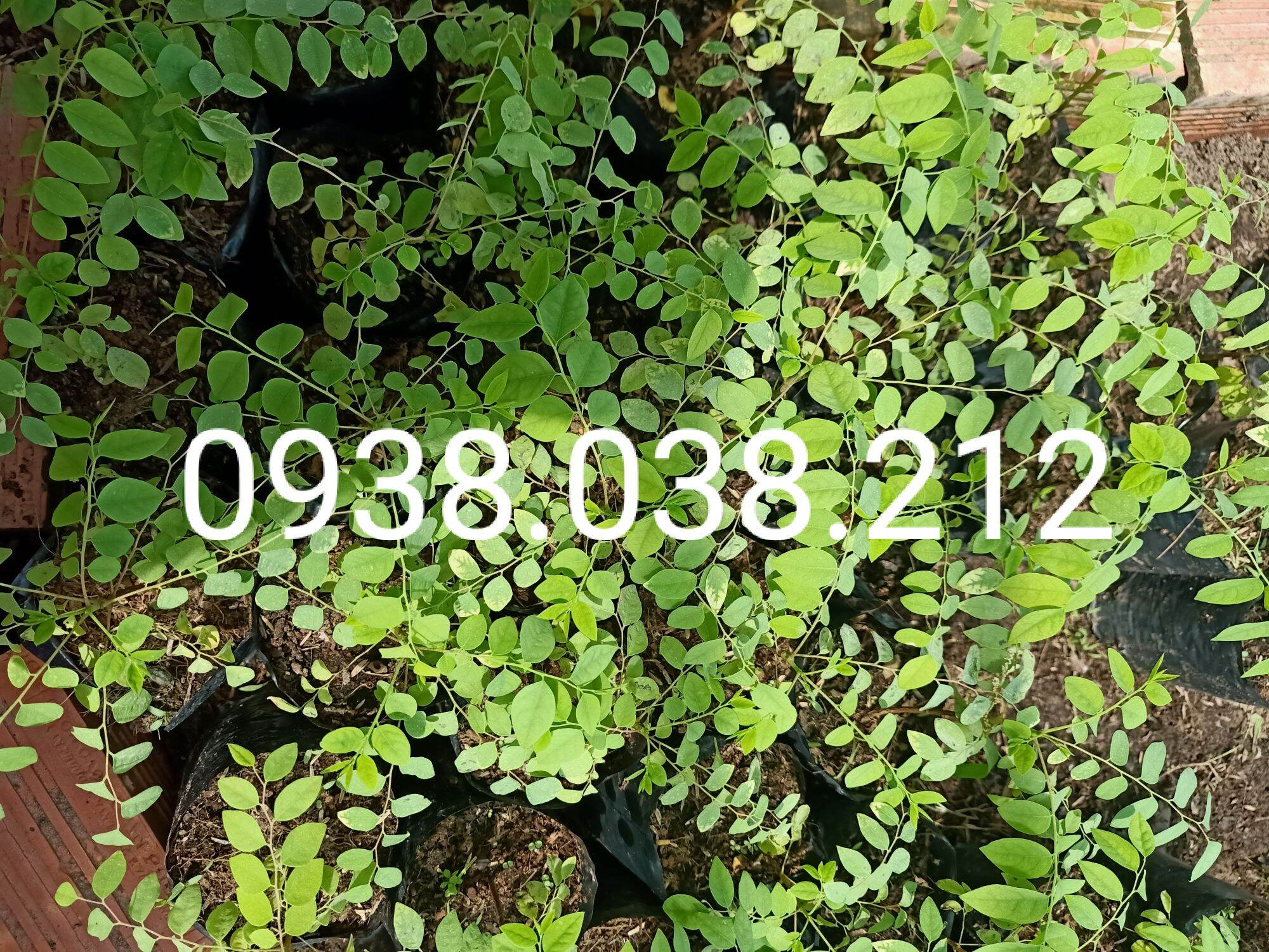 CÂY GIỐNG CHÙM RUỘT