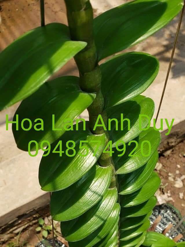 Ki phi điệp lá mít gân xếp