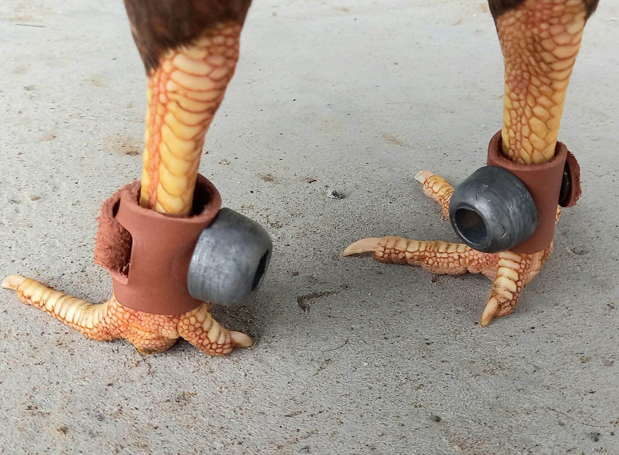 Tạ tập lực  cho gà nòi, gà tre