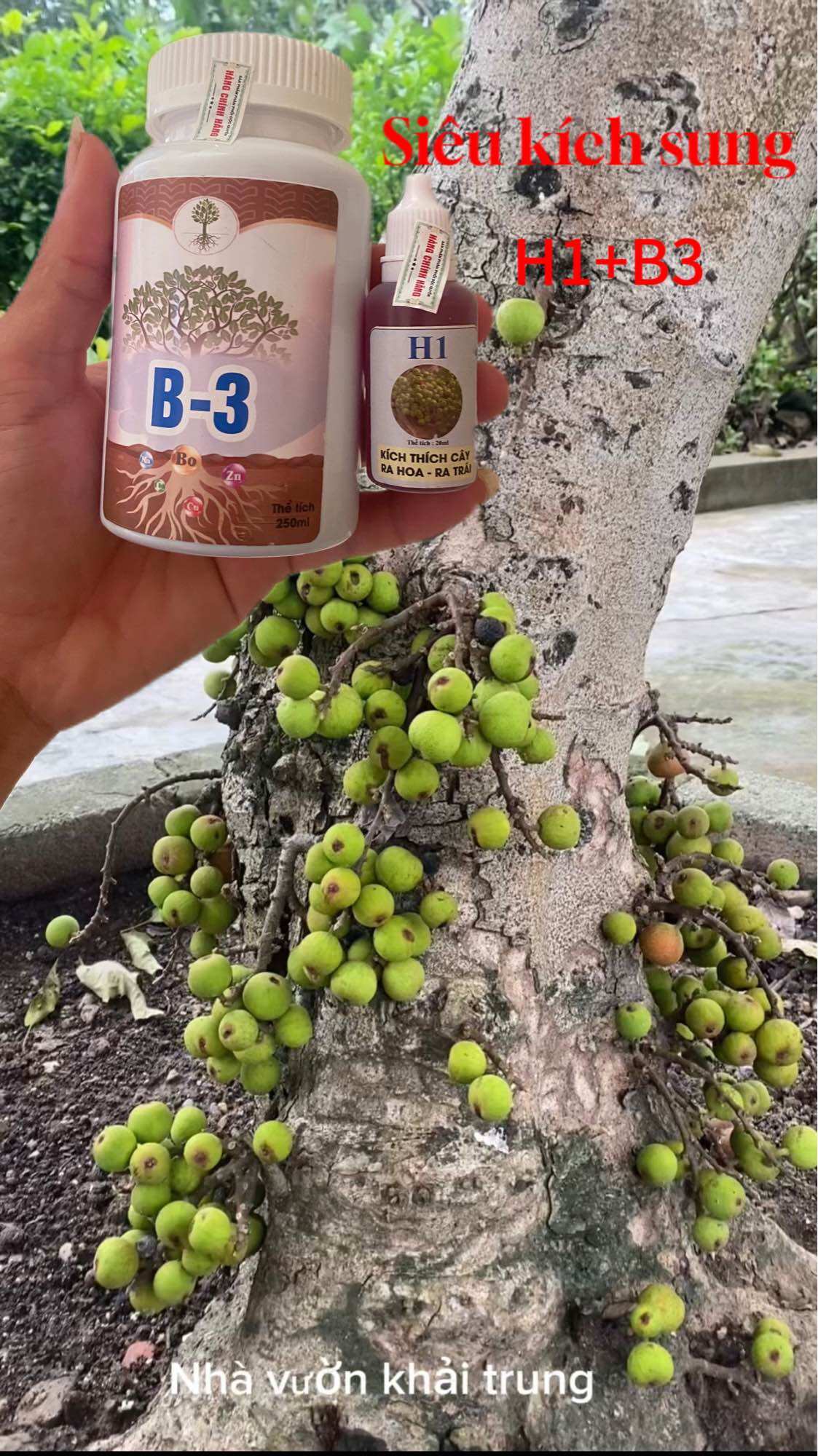 Thuốc kích sung ra quả h1 b3