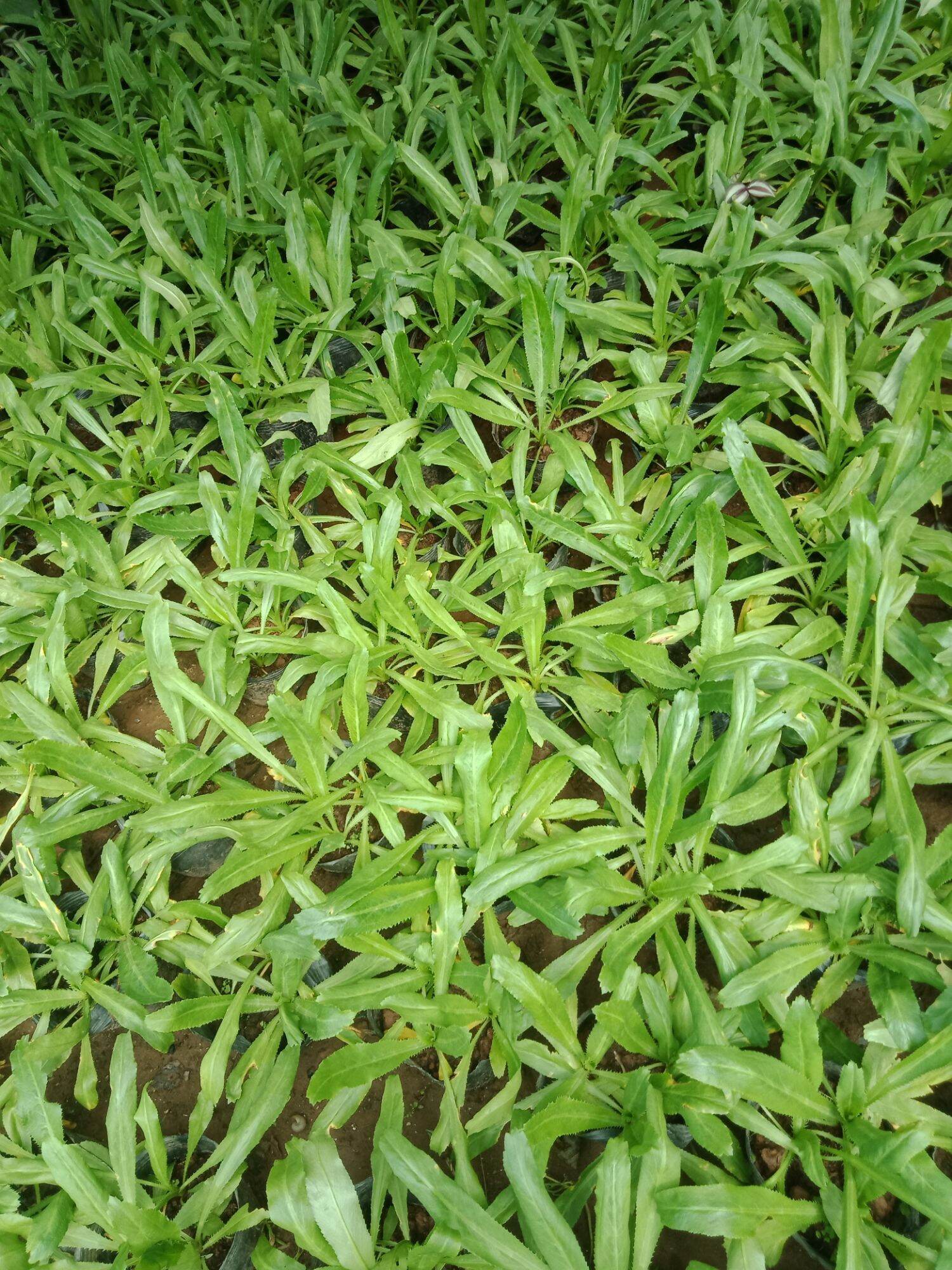 cây rau mùi tàu ( ngò gai)  bầu 3-4 cây