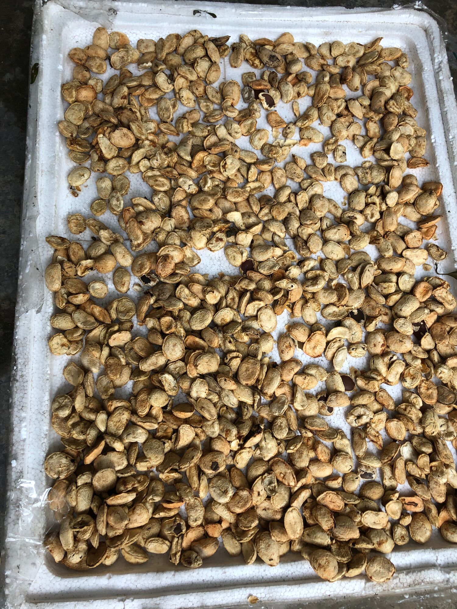 Combo 40 Hạt sang dạ dày ( hạt trắng )