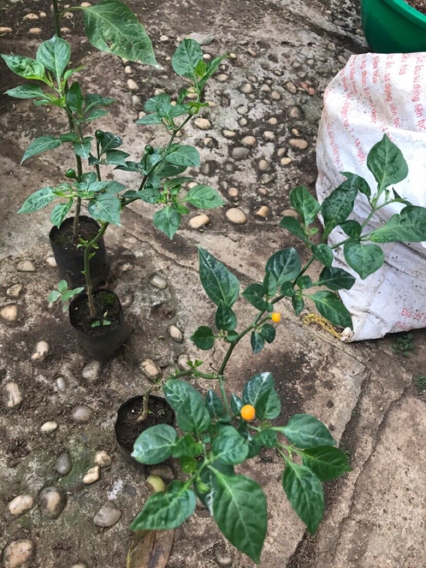 Cây ớt Aij charapita cảnh đã có trái