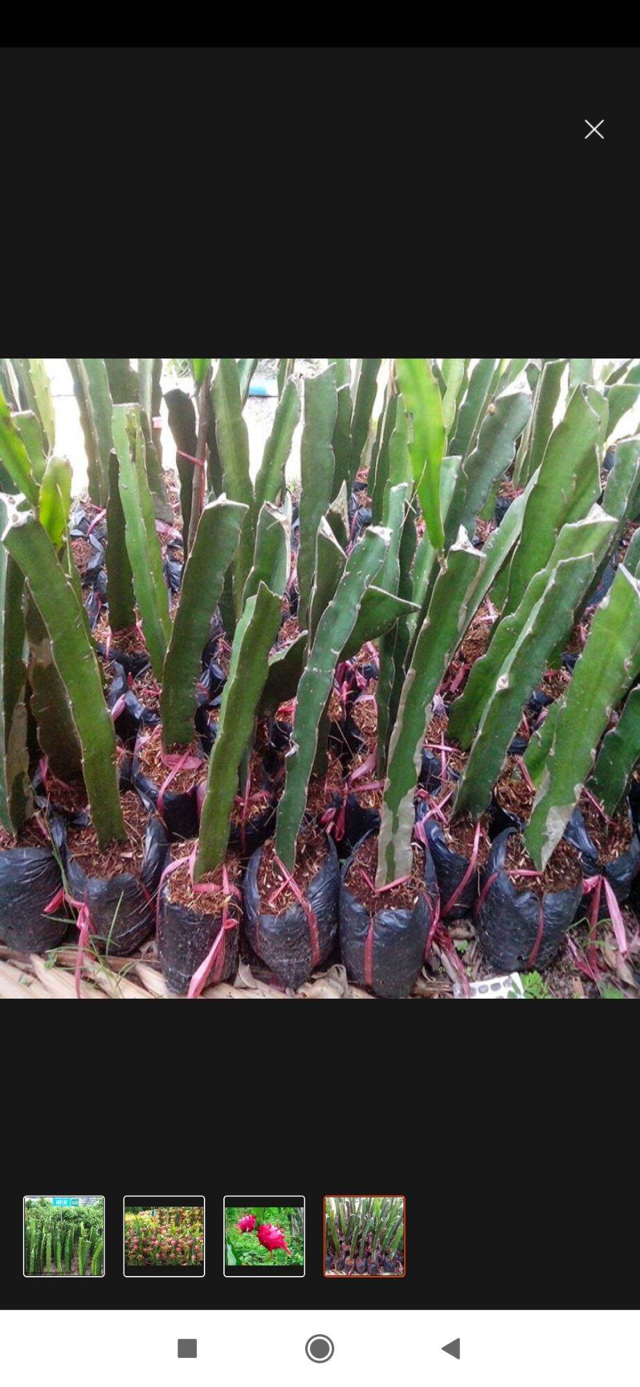 combo ba khúc già thăng long ruột đỏ làm giống