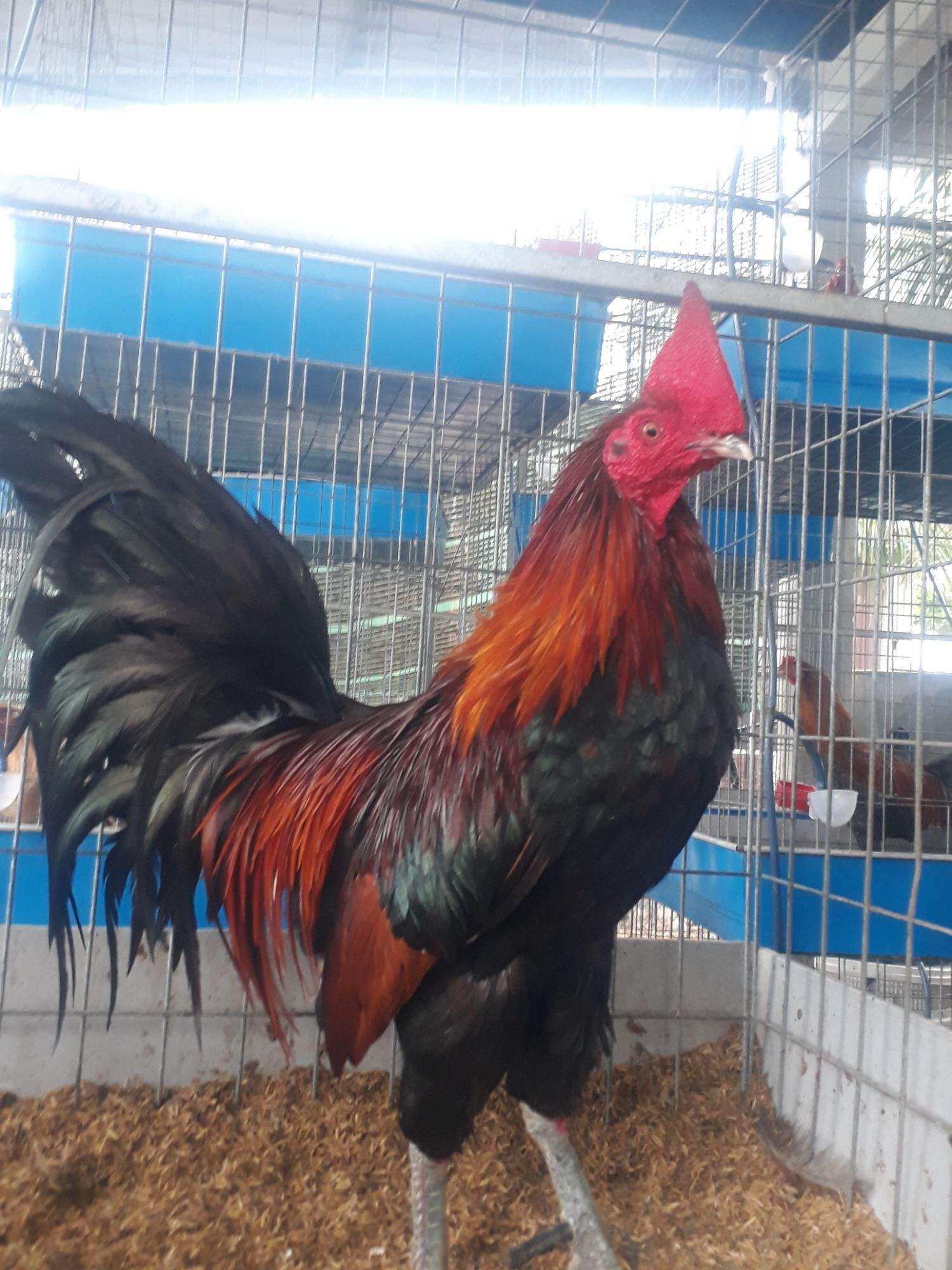 GÀ  MỸ RẶC ,GÀ MỸ NHẬP ,10 TRỨNG GÀ  MỸ ẤP NỞ CON GIỐNG .TRẠI GÀ NÒI THÀNH ĐÔNG LONG AN.