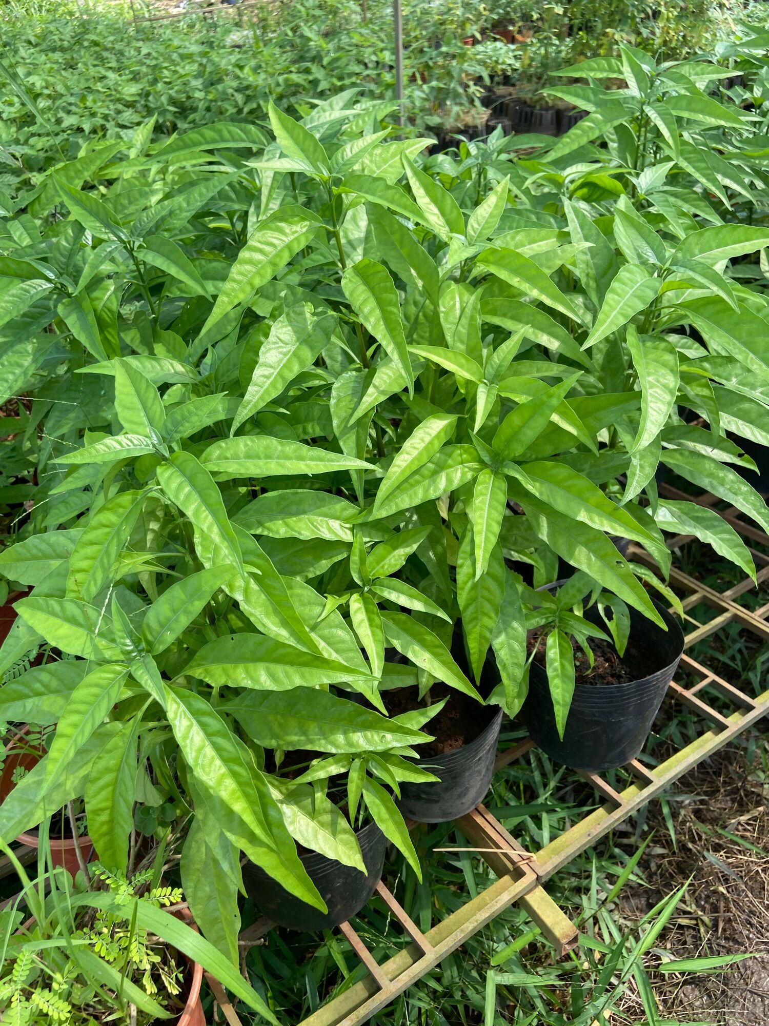 Hoàn ngọc trắng