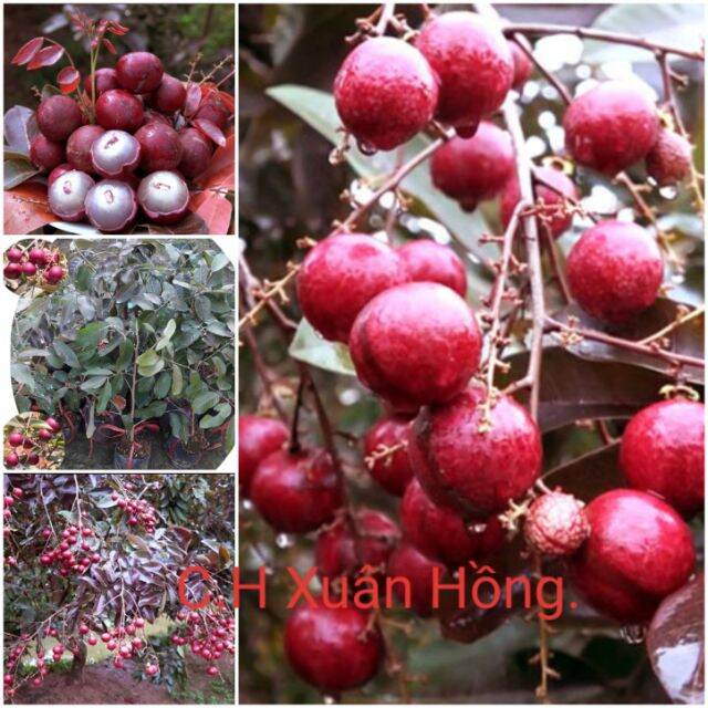 Cây nhãn long tím cây đẹp.