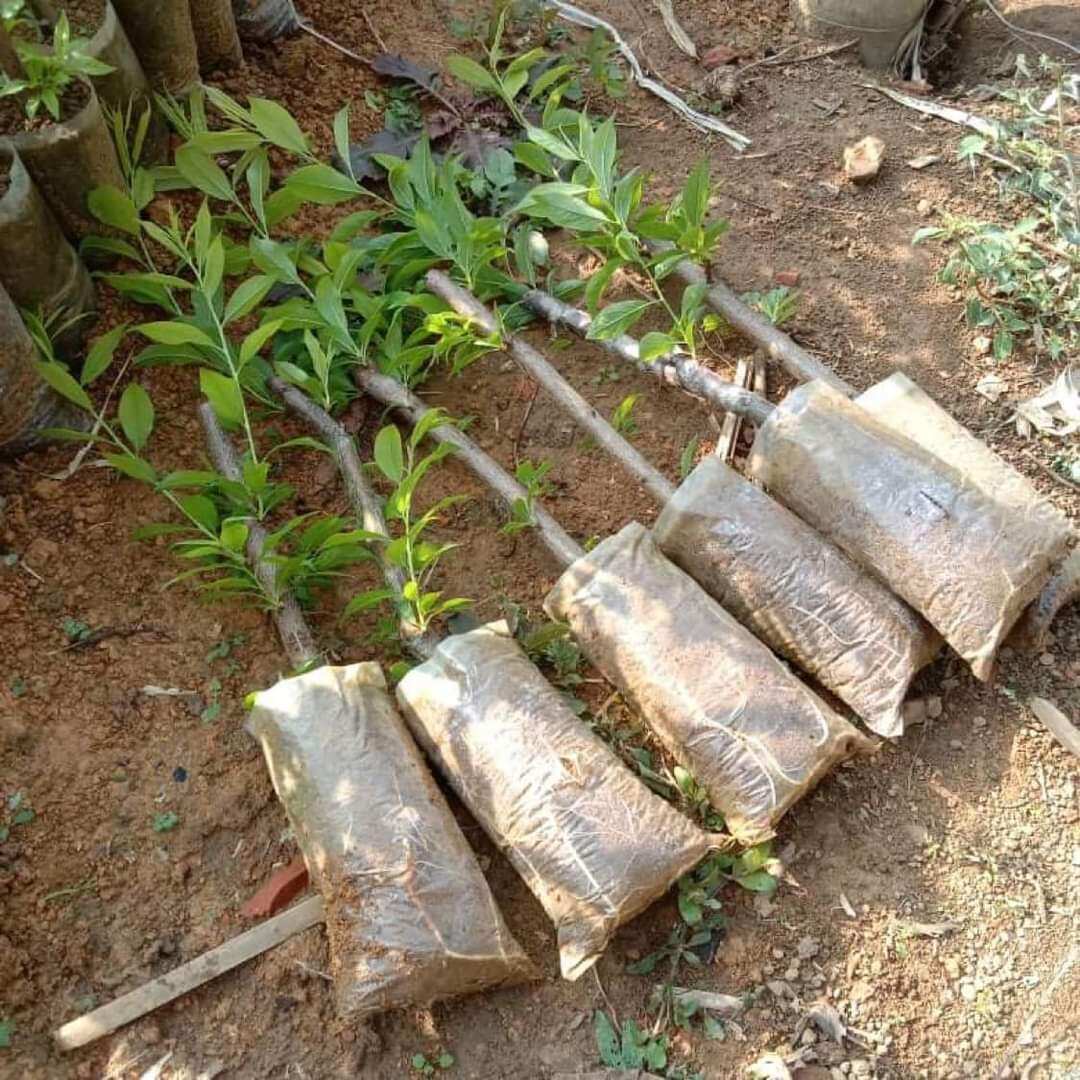 Combo 2 cây Mận Hậu, Mận Tam Hoa.