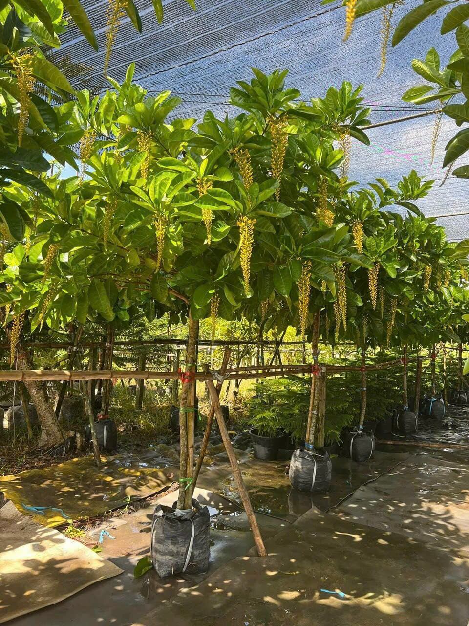 Cây Lộc Vừng Vàng Thái