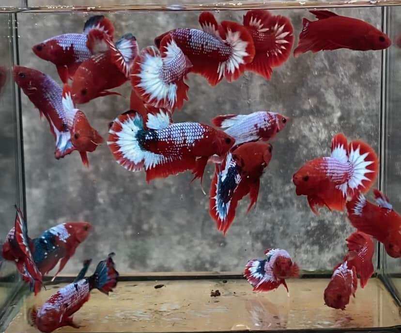 10 red fancy bầy