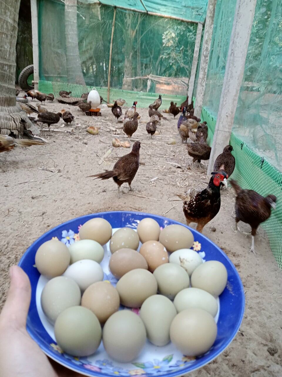 10 Trứng Chim Trĩ đỏ ấp nở con giống