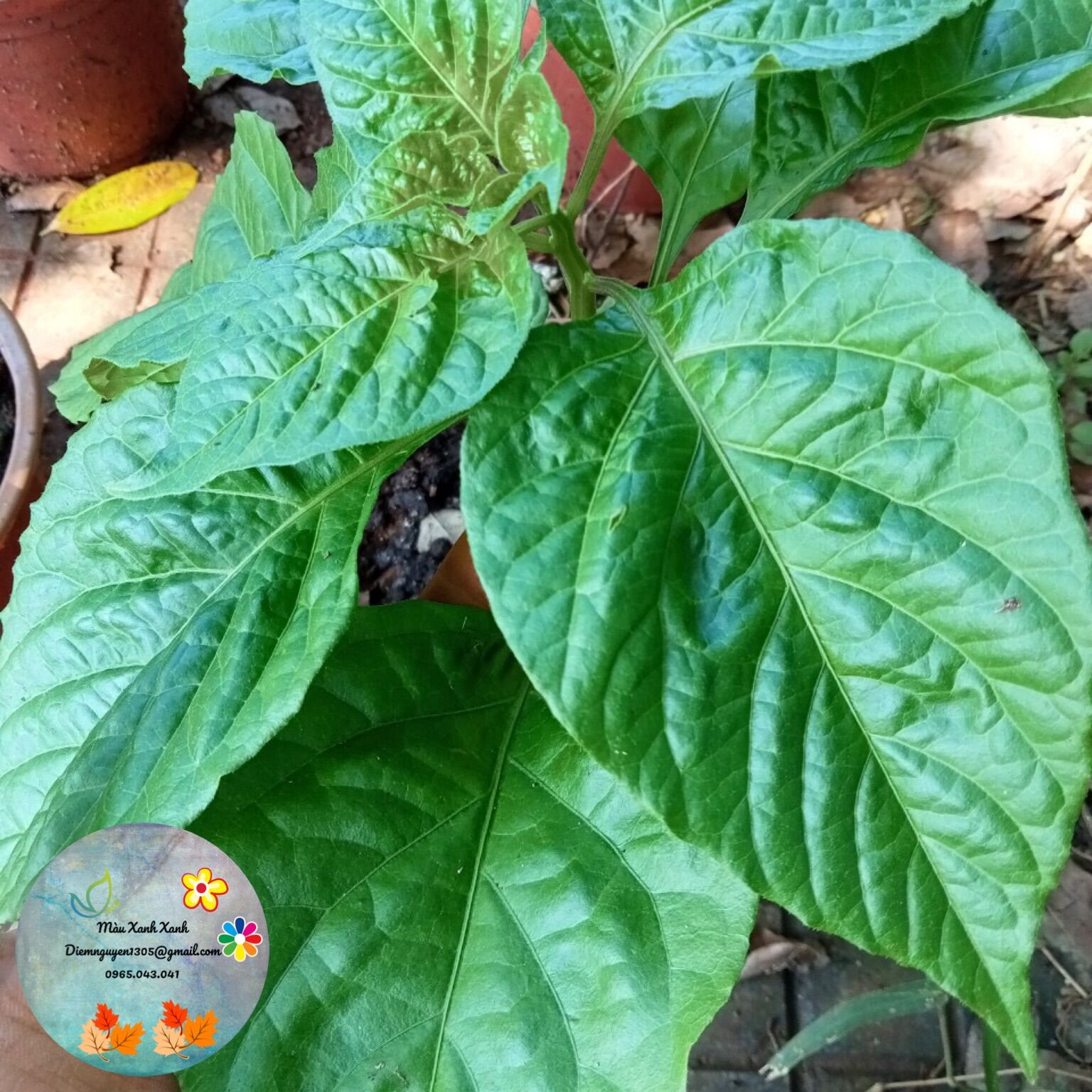 Cây Ớt habanero giá 100k/cây.