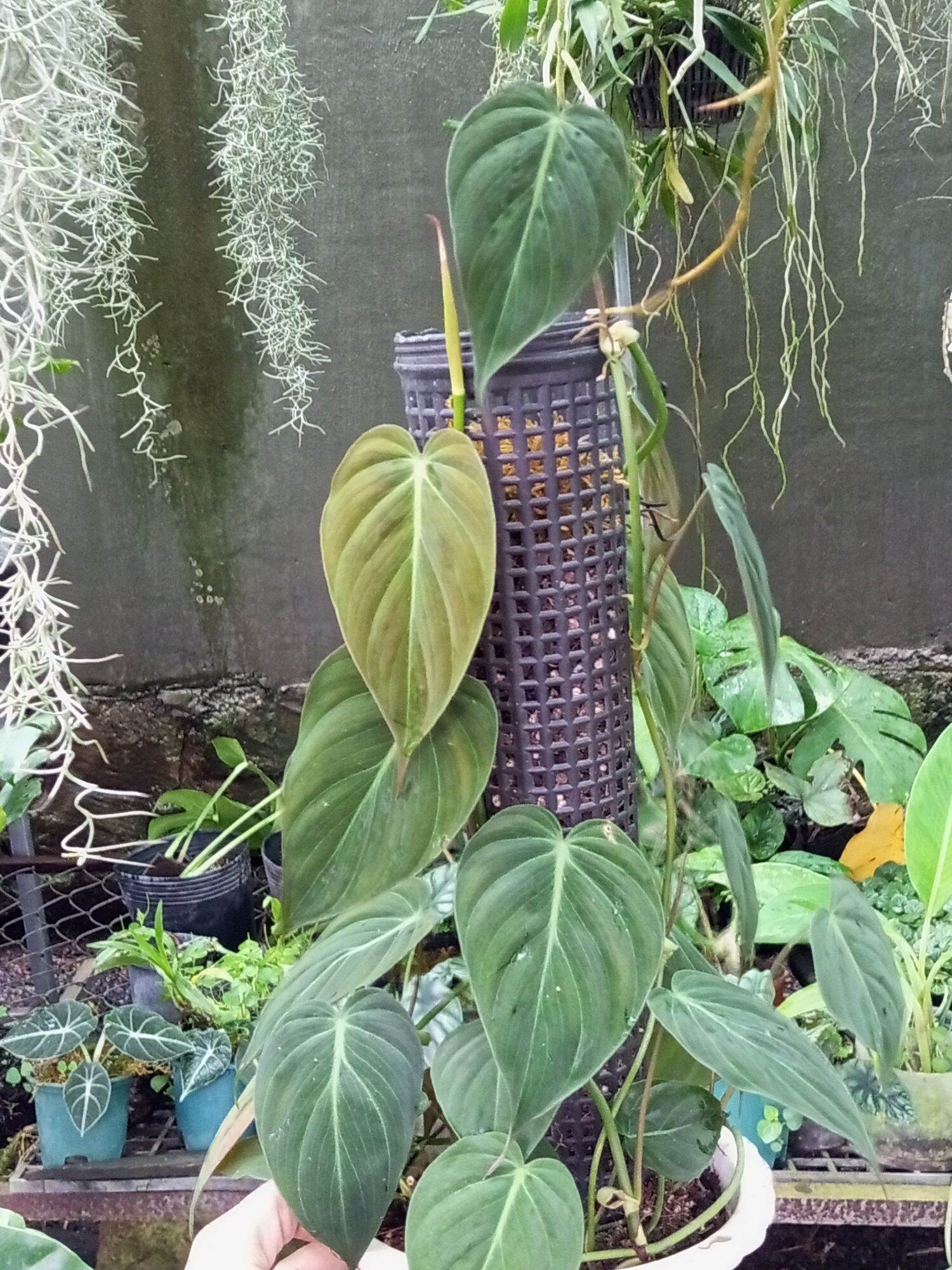 Trầu bà Mican leo trụ, trang trí nhà cửa thanh lọc không khí