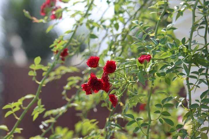 chậu giống hoa hồng leo red cascade