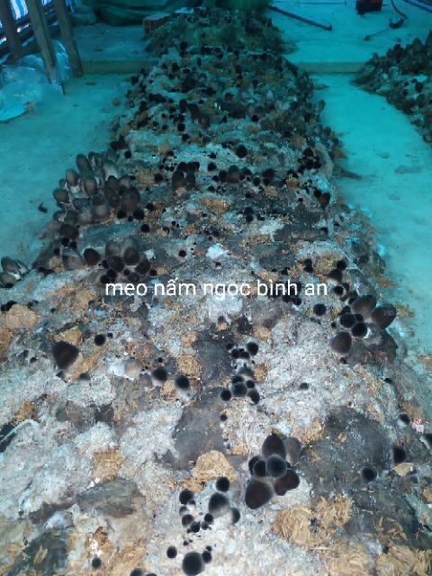 Combo 20 bịch meo nấm rơm NGỌC BÌNH AN