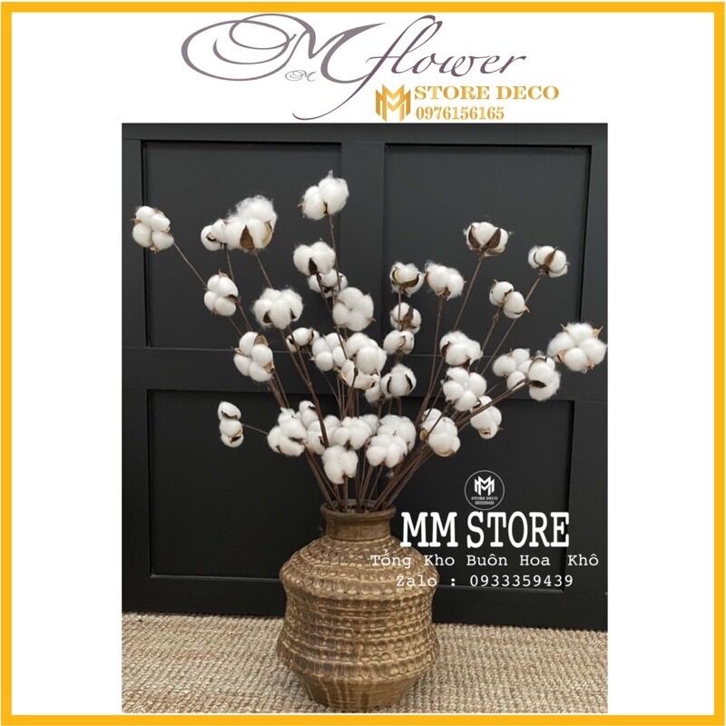 Hoa bông gòn Khô Trang Trí , 1 cành 10 bông gòn to đẹp , hoa khô trang trí nhà cửa chụp ảnh sản phẩm decor vintage