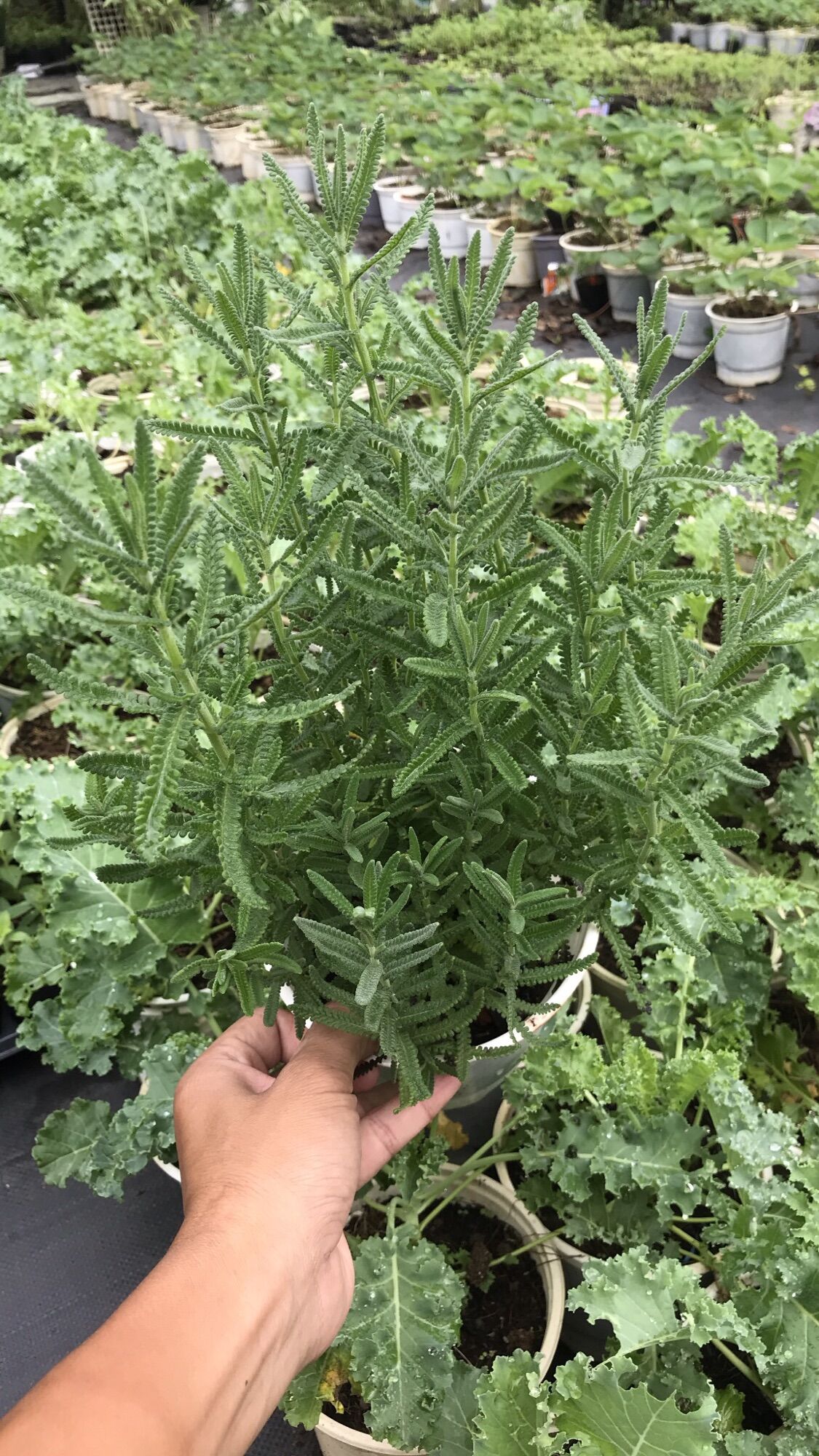 Cây oải hương lavender lớn