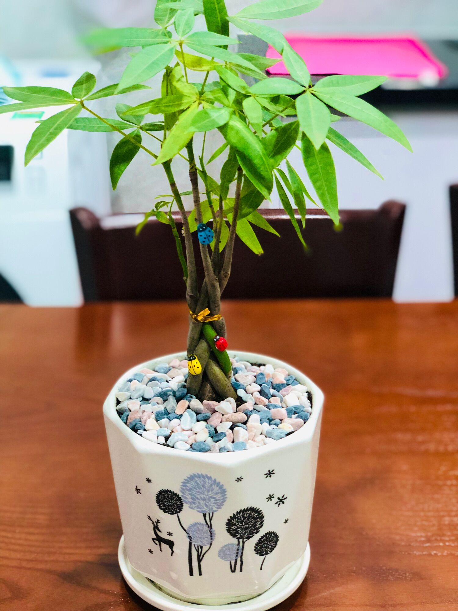 Chậu kim ngân nơ để bàn, kèm chậu