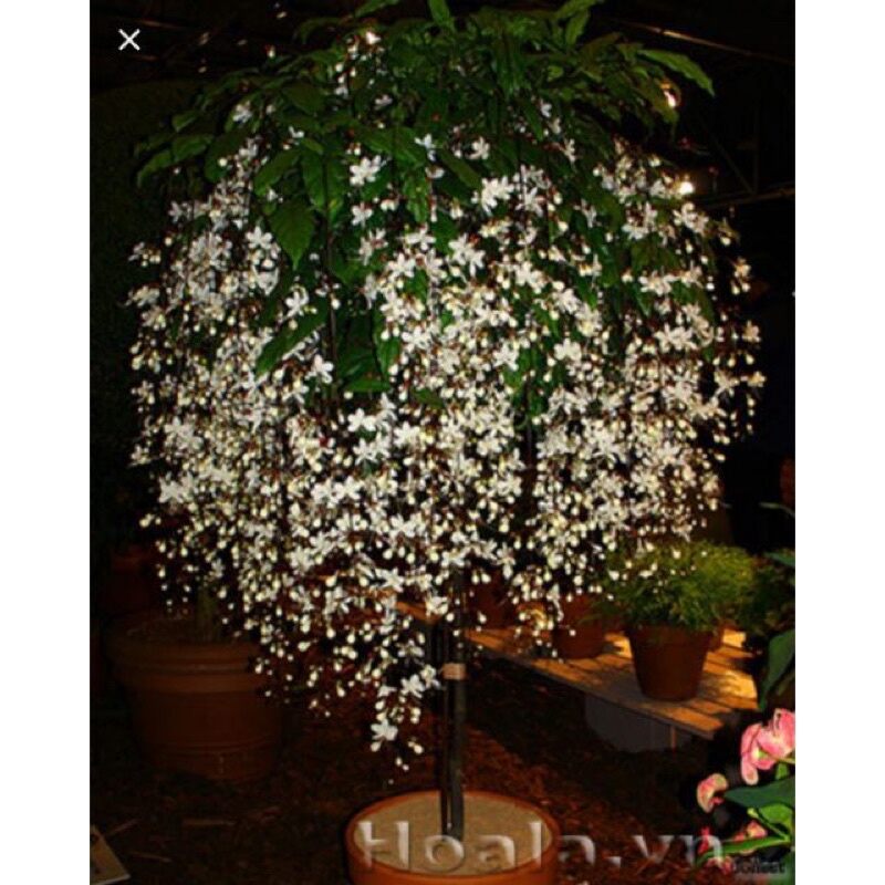 Cây giống hoa dạ Ngọc Minh Châu
