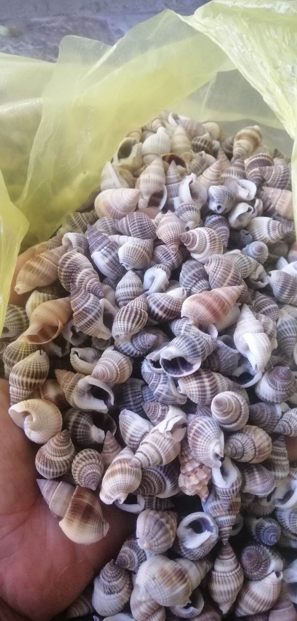 VỎ ỐC HƯƠNG TRẮNG.SET 100 GRAM. VỎ ỐC BIỂN. TRANG TRÍ HỒ CÁ, TIỂU CẢNH, MÔ HÌNH