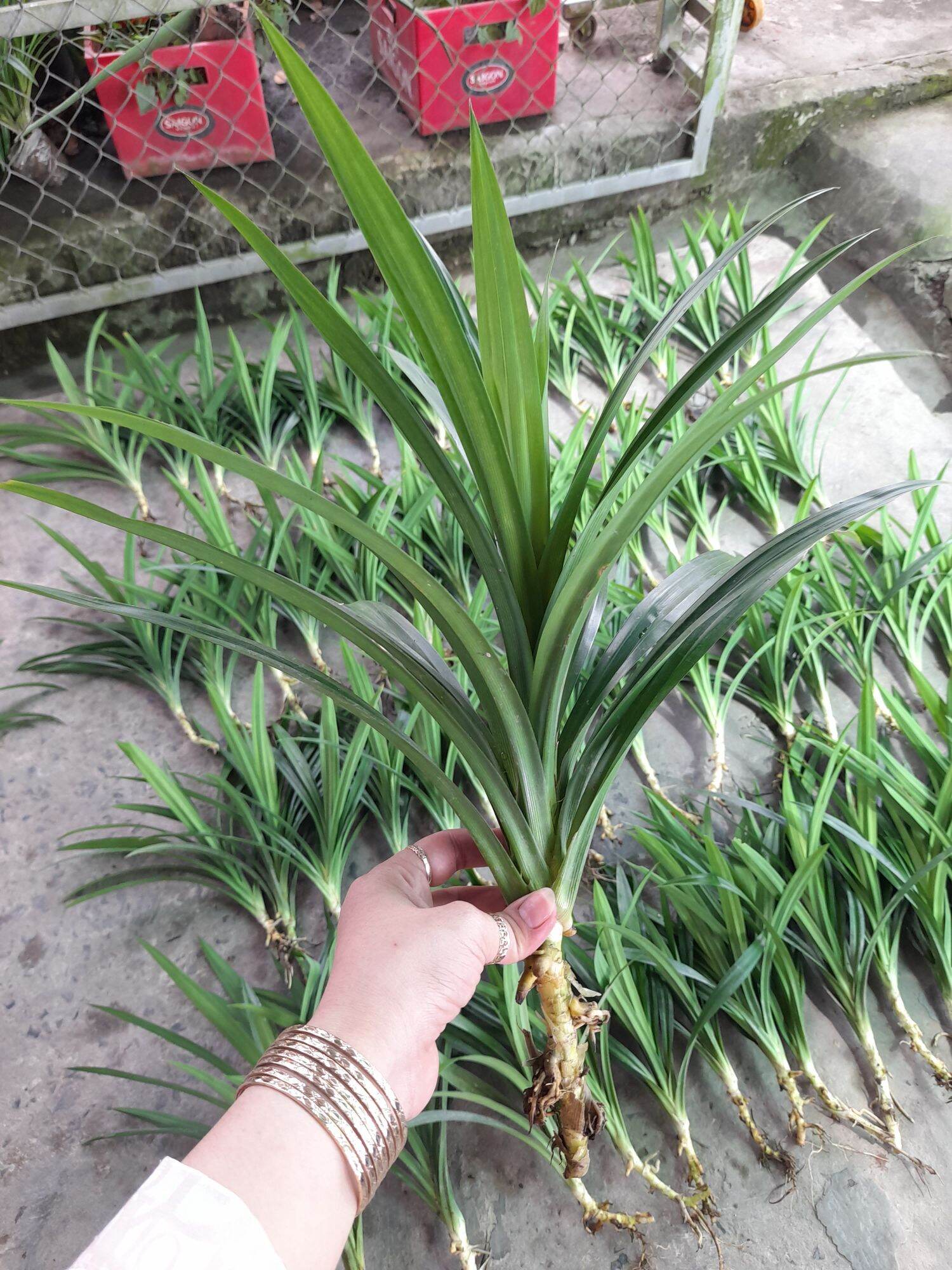cây lá dứa thơm (lá nếp) rễ trần