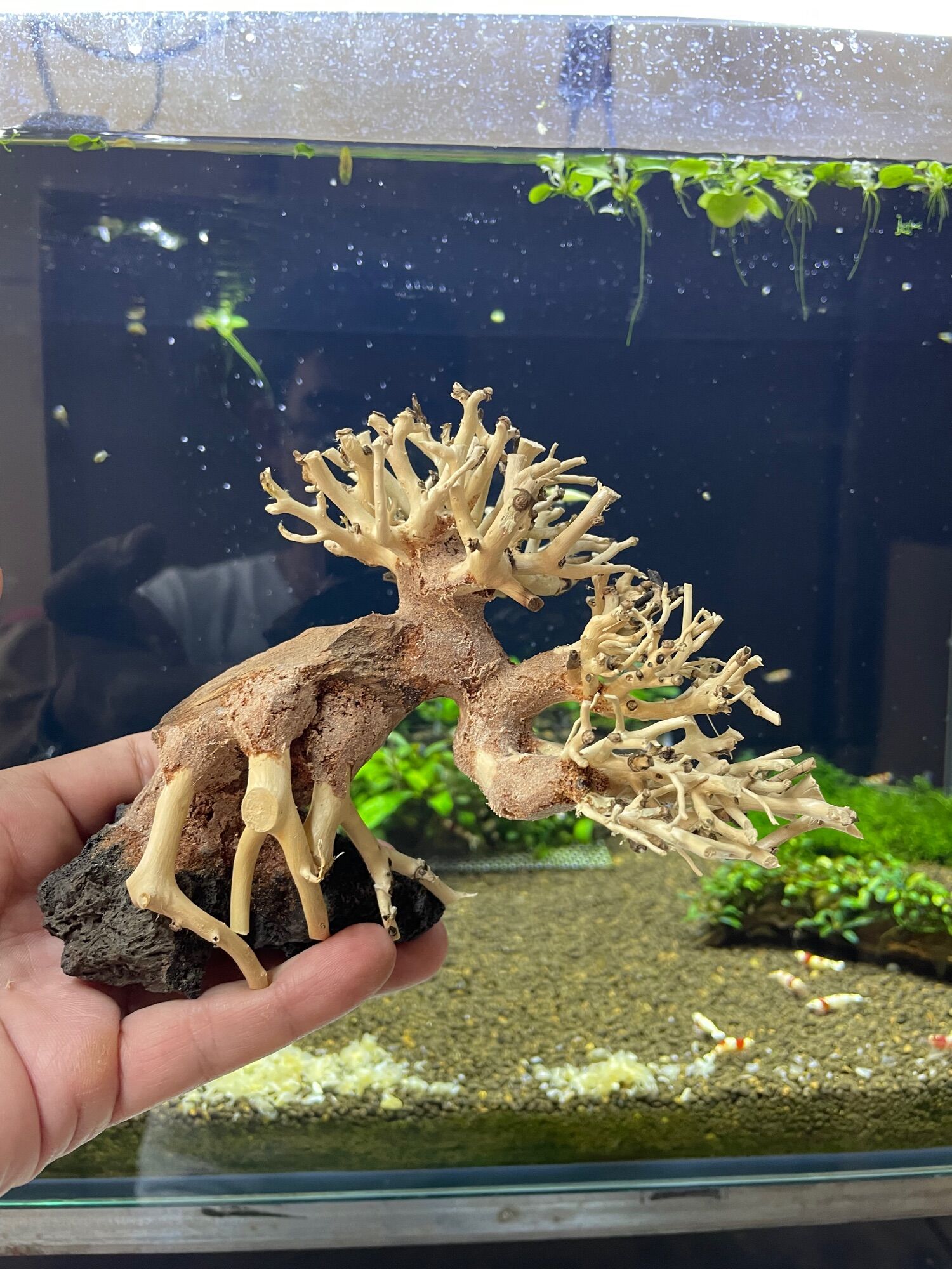 Lũa bonsai tiêu chuẩn đế đá cao 10cm dài 15cm