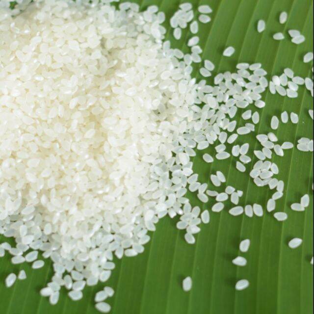 Gạo séng cù hat tròn