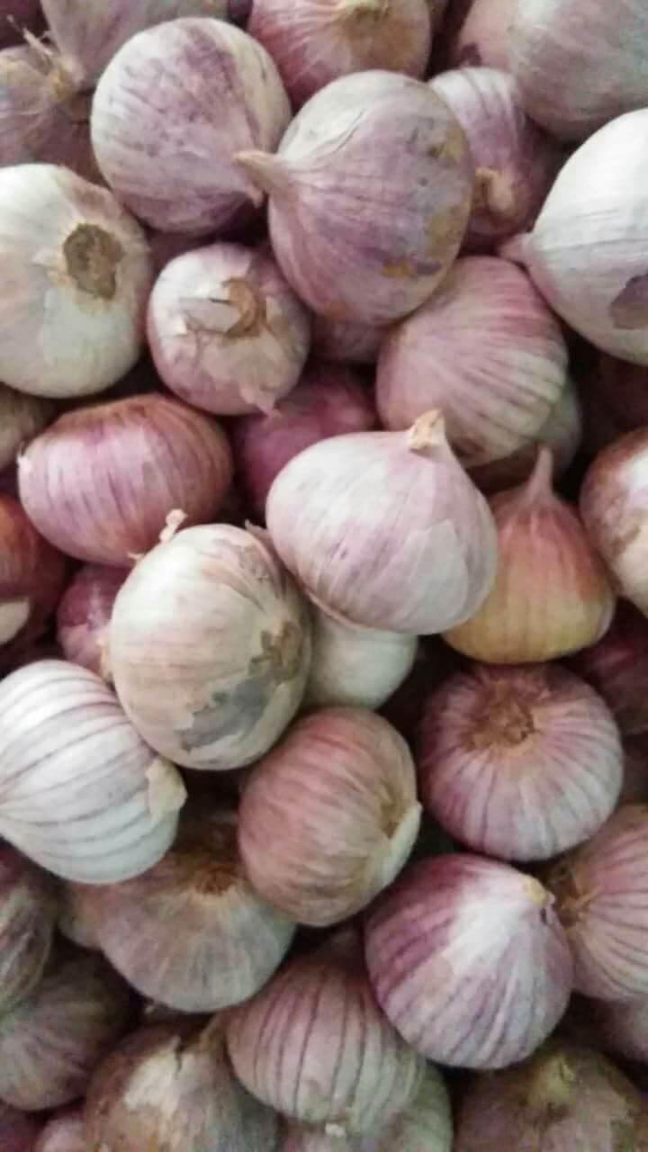 500g tỏi cô đơn