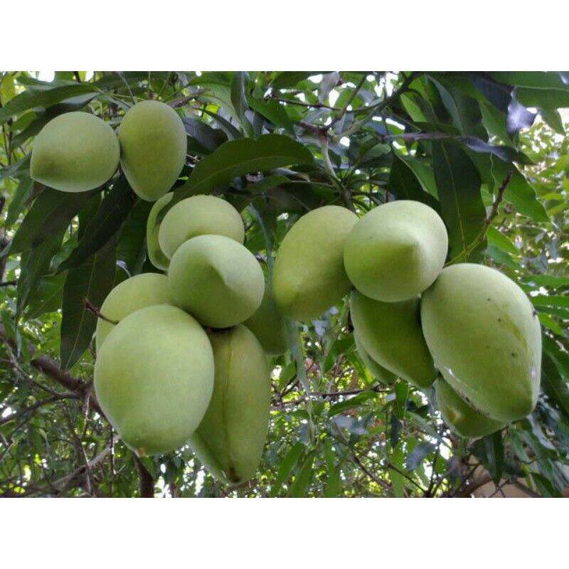 Cây giống Xoài Cát Hoà Lộc