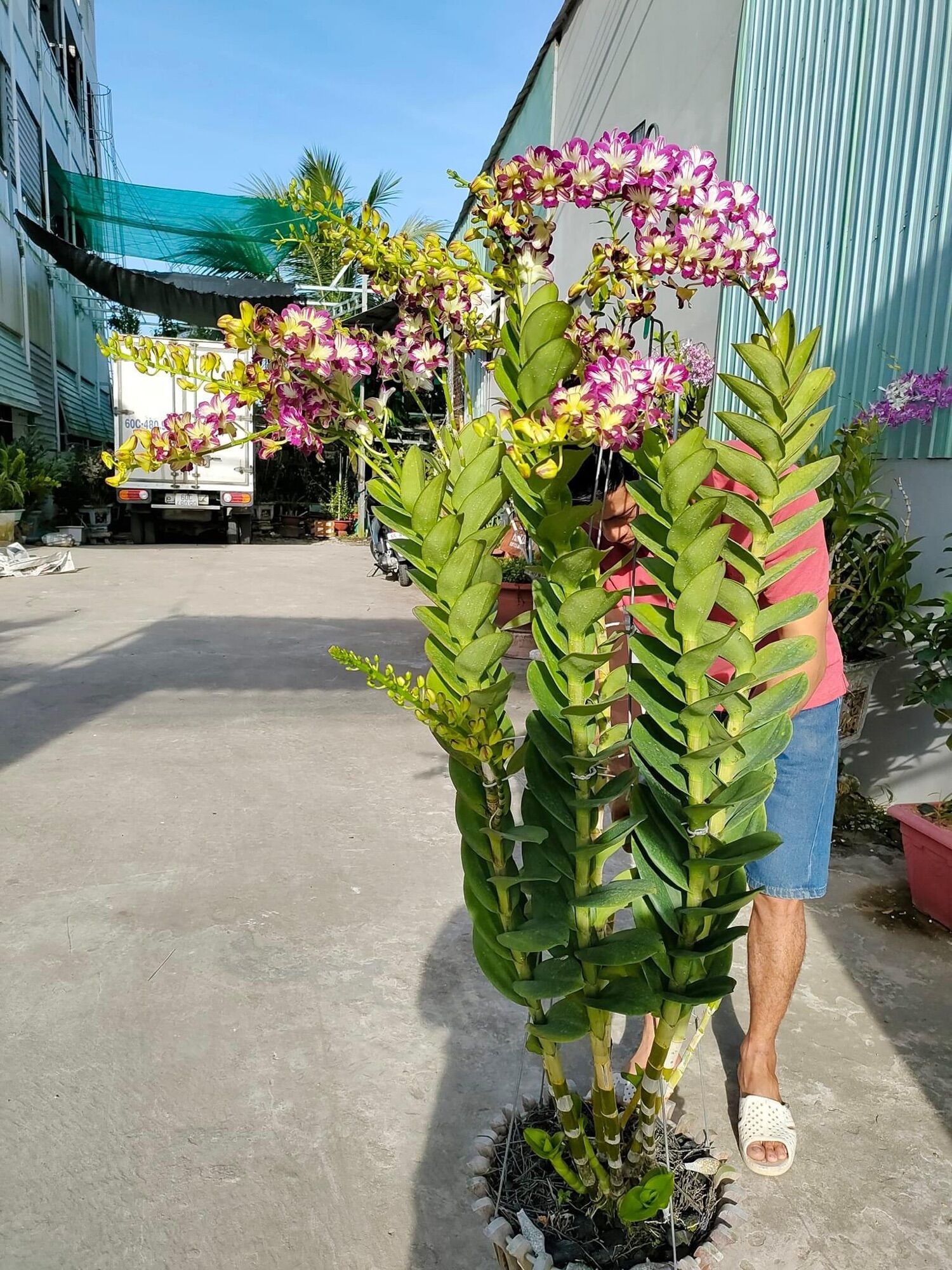 Phân Bón Kích Thích Sinh Trưởng Cytokinin GA3