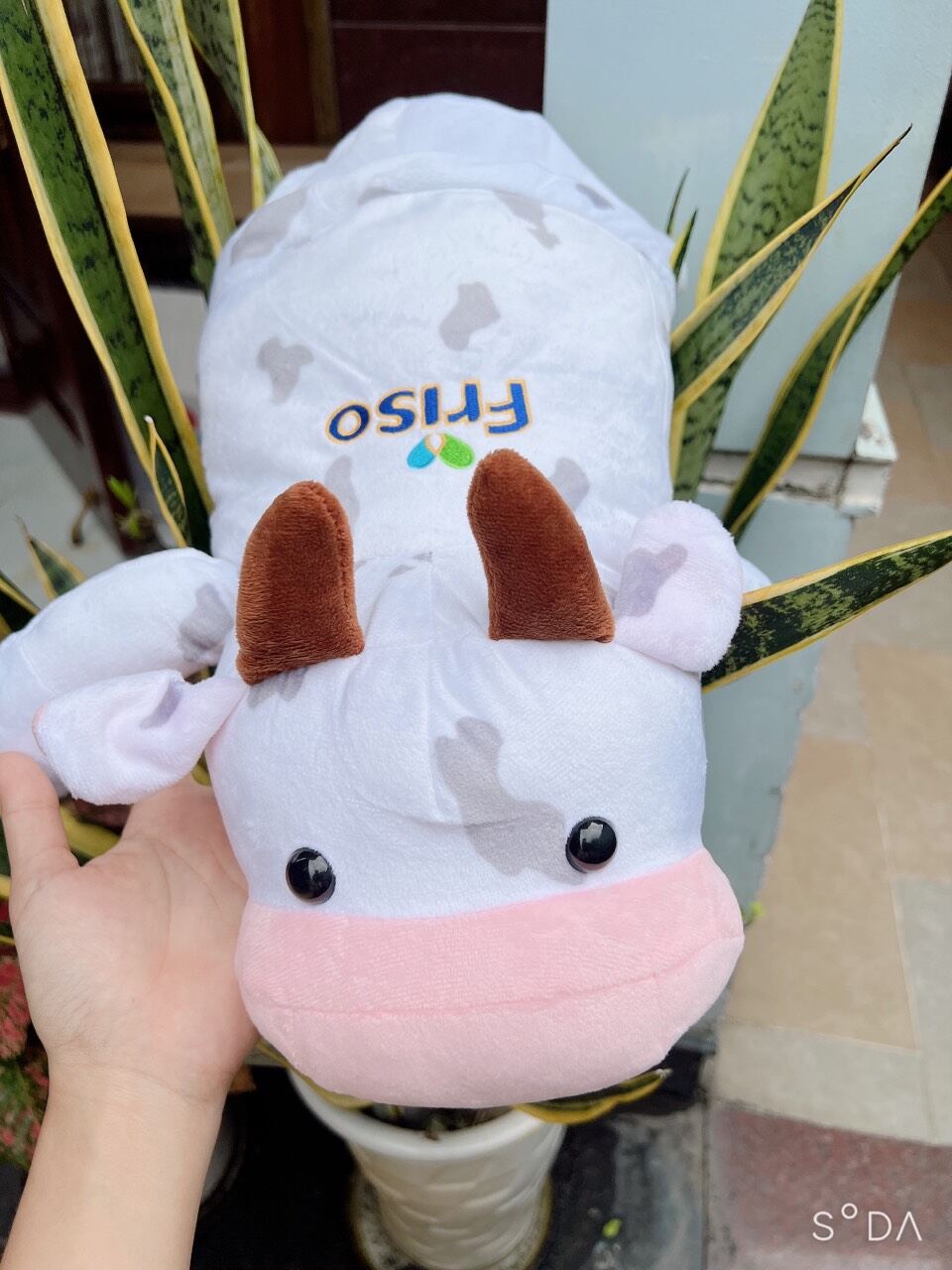 Gấu bò sữa kèm mền quà tặng sữa friso