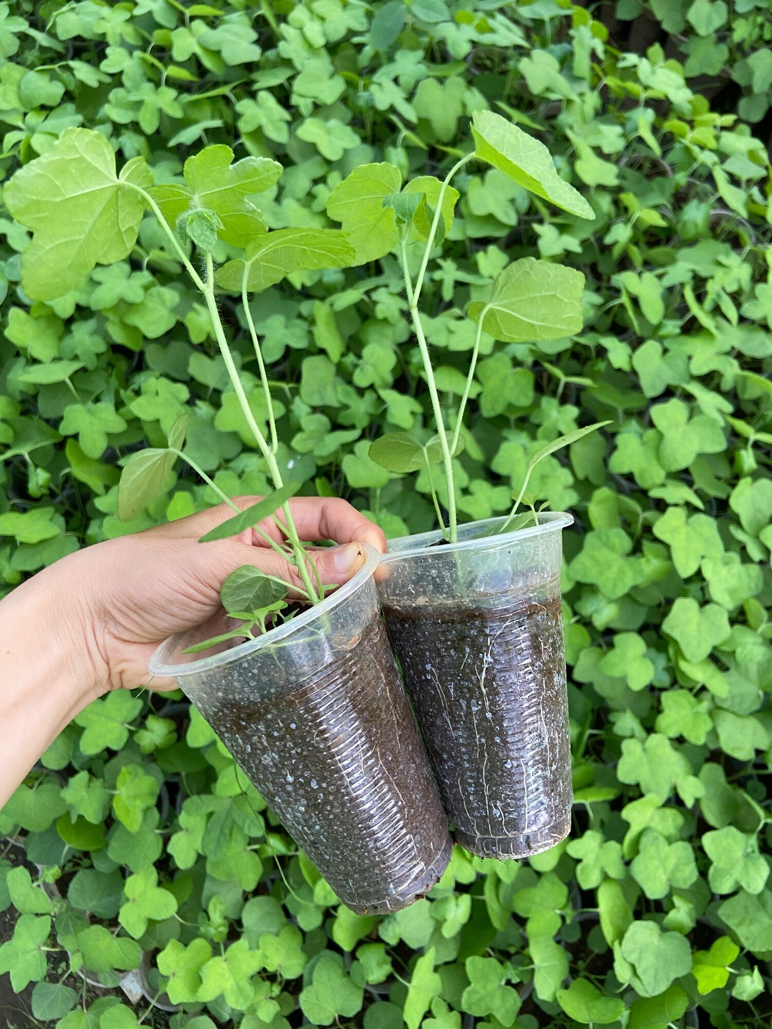 6 cây giống sâm bố chính