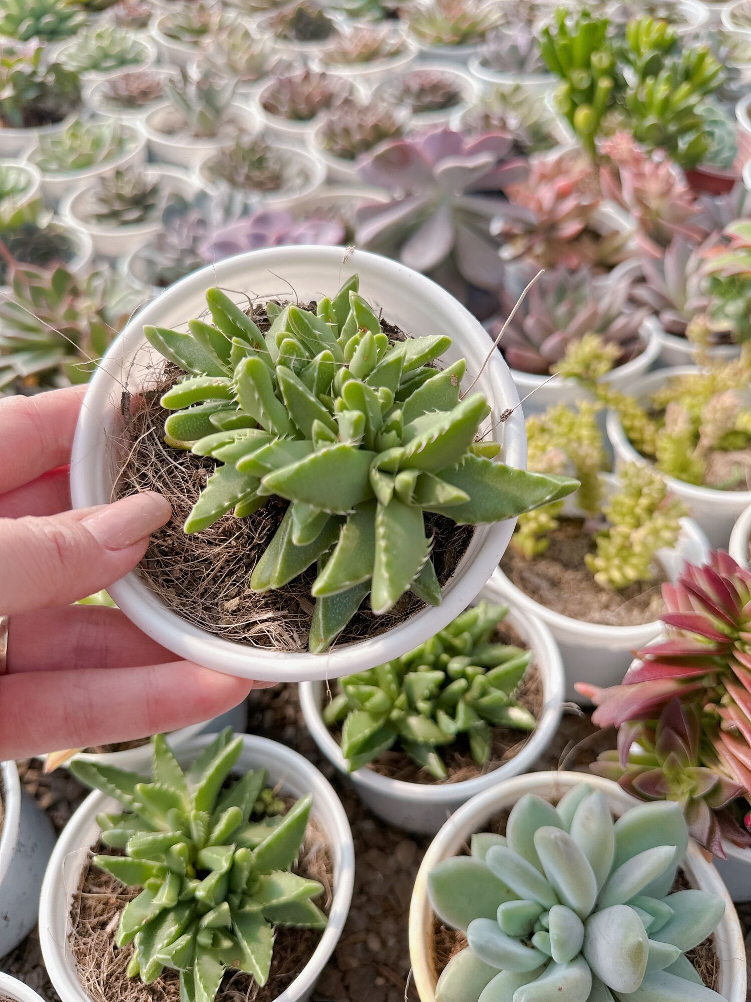 Sen đá hàm cá mập size trung 5-7 cm