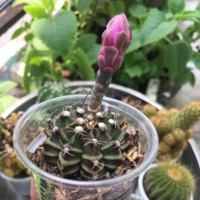 [HCM]Xương Rồng Gym vân tím (có nụ từng đợt)