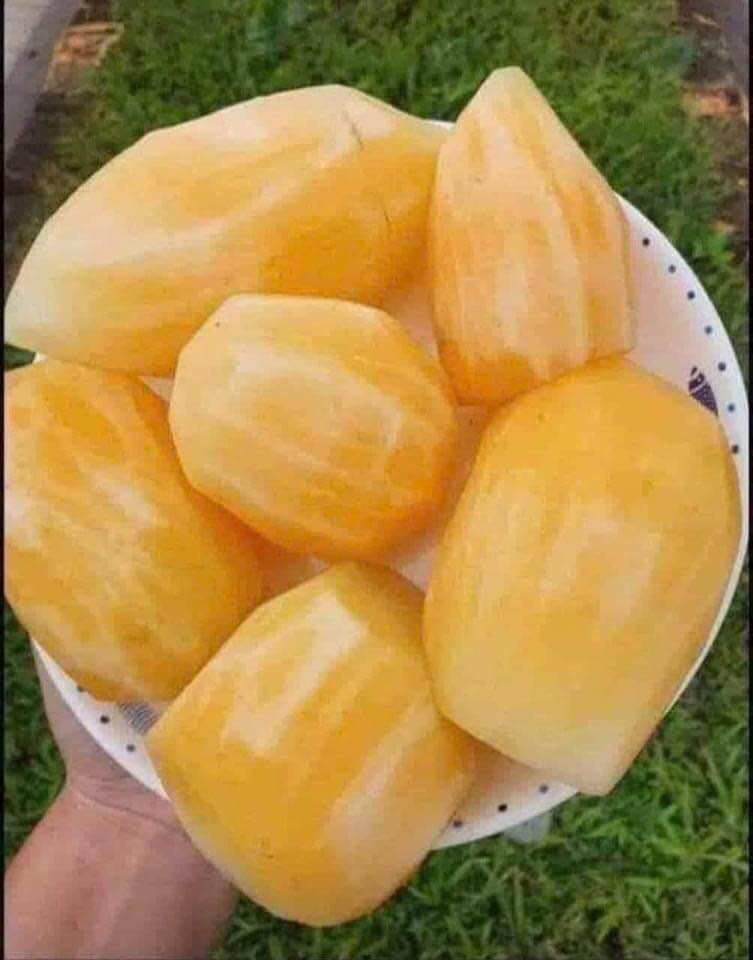 Sét 5kg Khoai Sâm đất Lào Cai (size to 4-5củ/1kg)