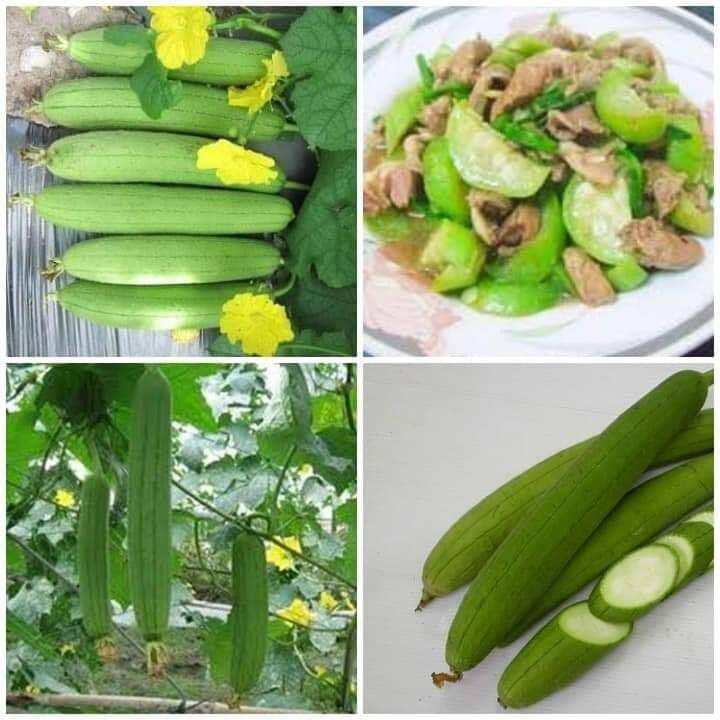 Hạt  mướp  hương 20 Hạt giống  chọn lọc