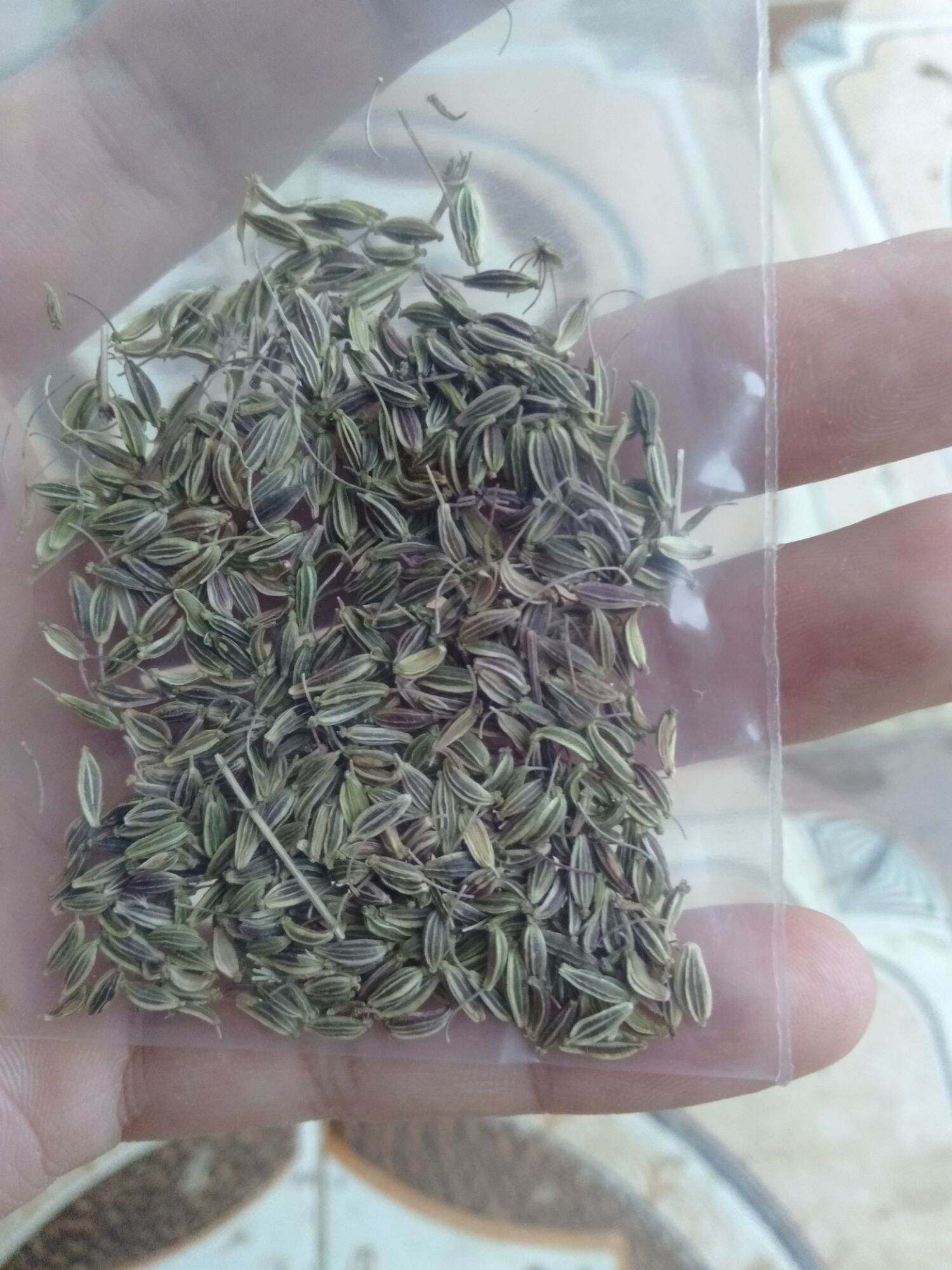 Hạt giống sâm đương quy loại 1 tây bắc