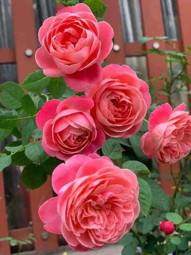 [HCM]Hoa hồng ngoại nb Dream light Rose size trung