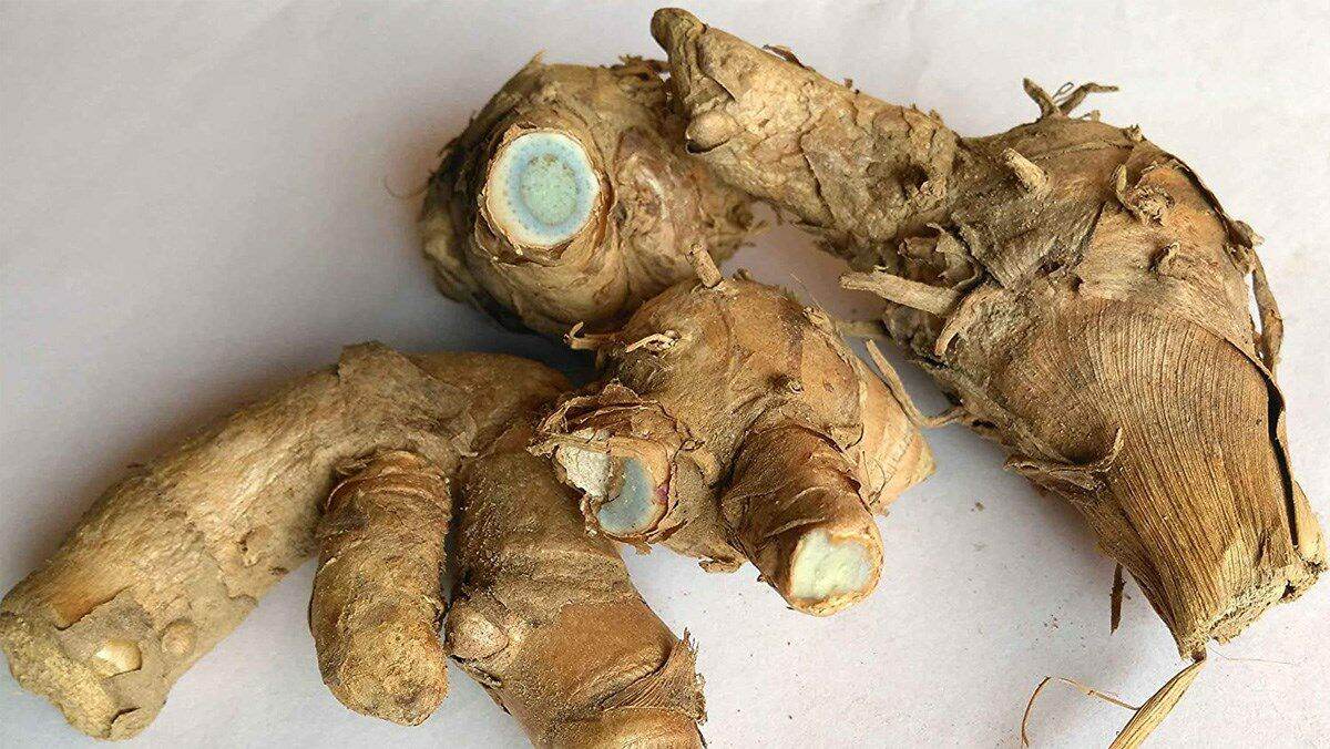 nghệ đen nhà trồng 1kg