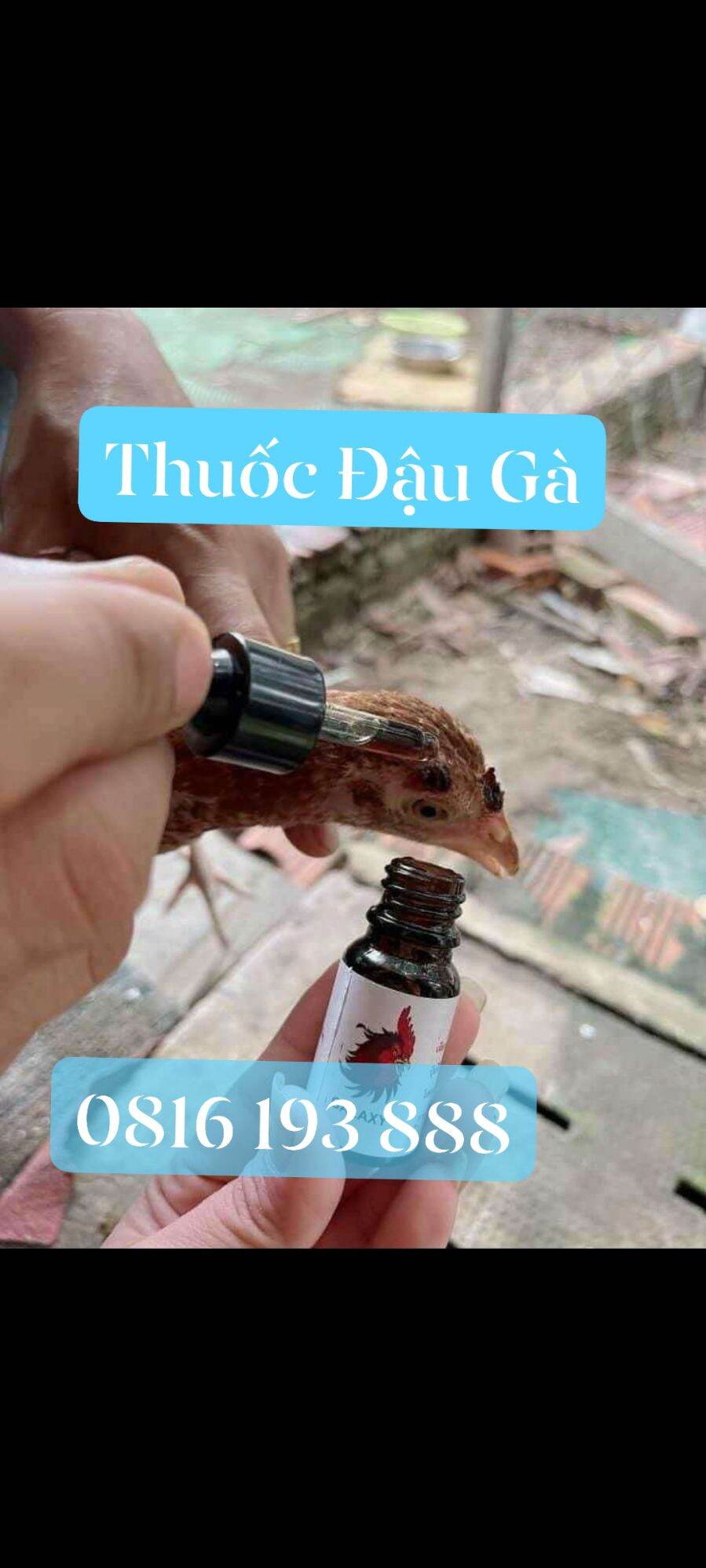T huốc đ ặc t rị gà nổi trái - đậu gà