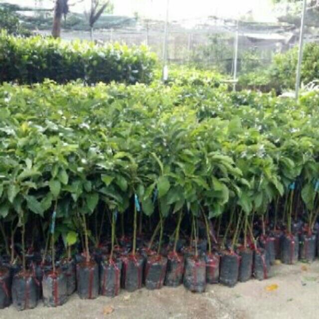 Cây bơ sáp giống 034 siêu quả