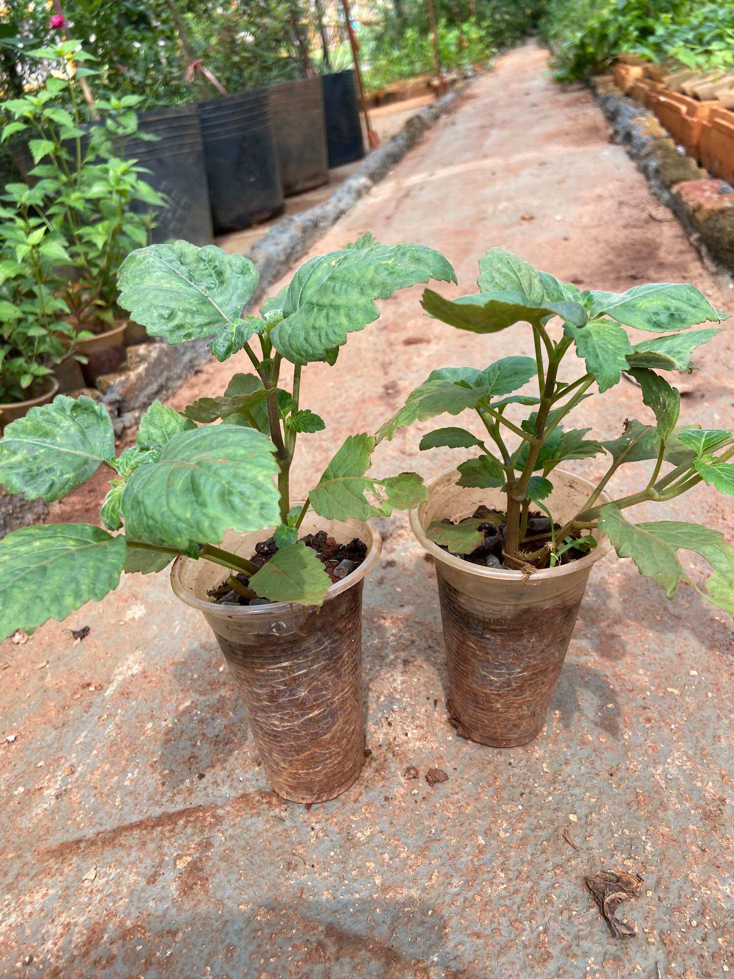 Cây giống hoắc hương