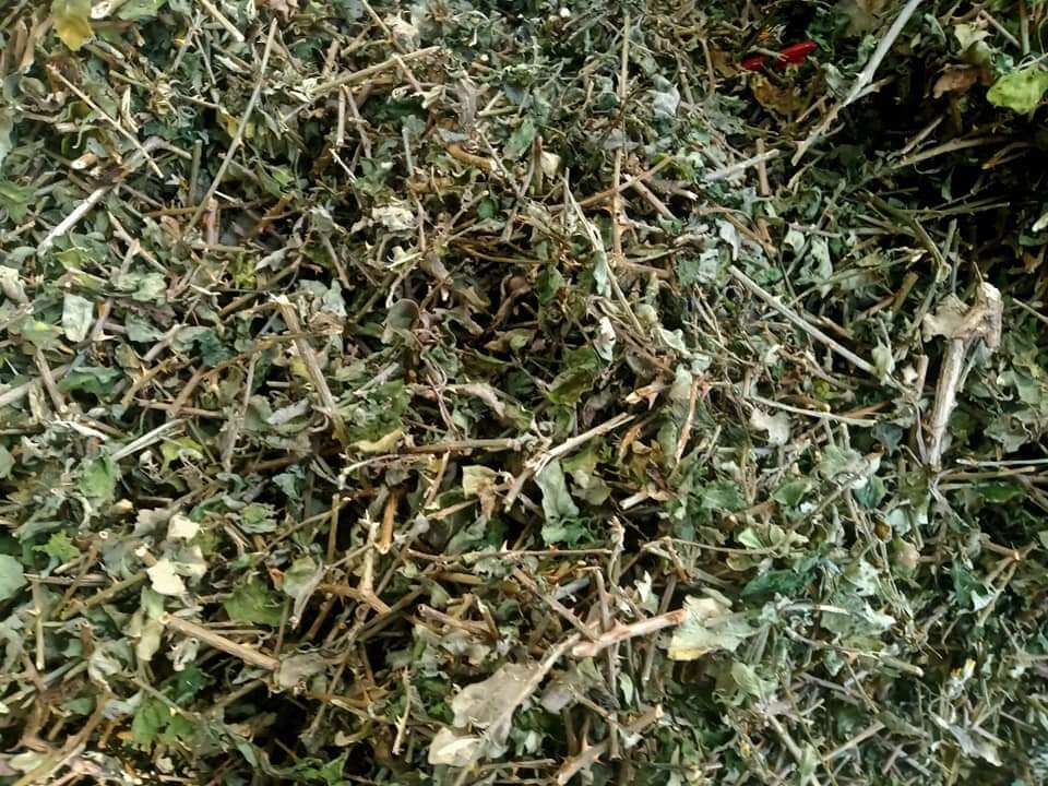 Cây cà gai leo khô (0.5_5kg)