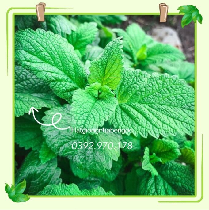 Hạt Giống Bạc Hà Chanh Sả Lemon Balm