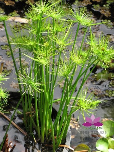 Cây thuỷ trúc thái mini thuỷ sinh - 1 cây con ươm lên - thuỷ trúc thái mini cây cảnh trồng quanh nhà