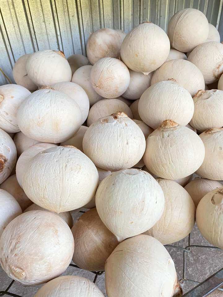 Dừa gọt trọc