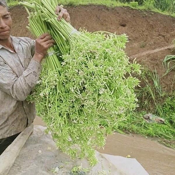 COMBO 5 Cây đu đủ đực, cây đu đủ, đu đủ