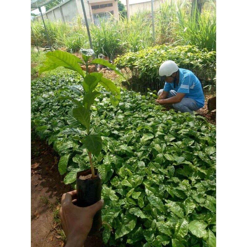 Cây giống Cà Phê CuLi siêu trái (cây xanh). [ GHN ]