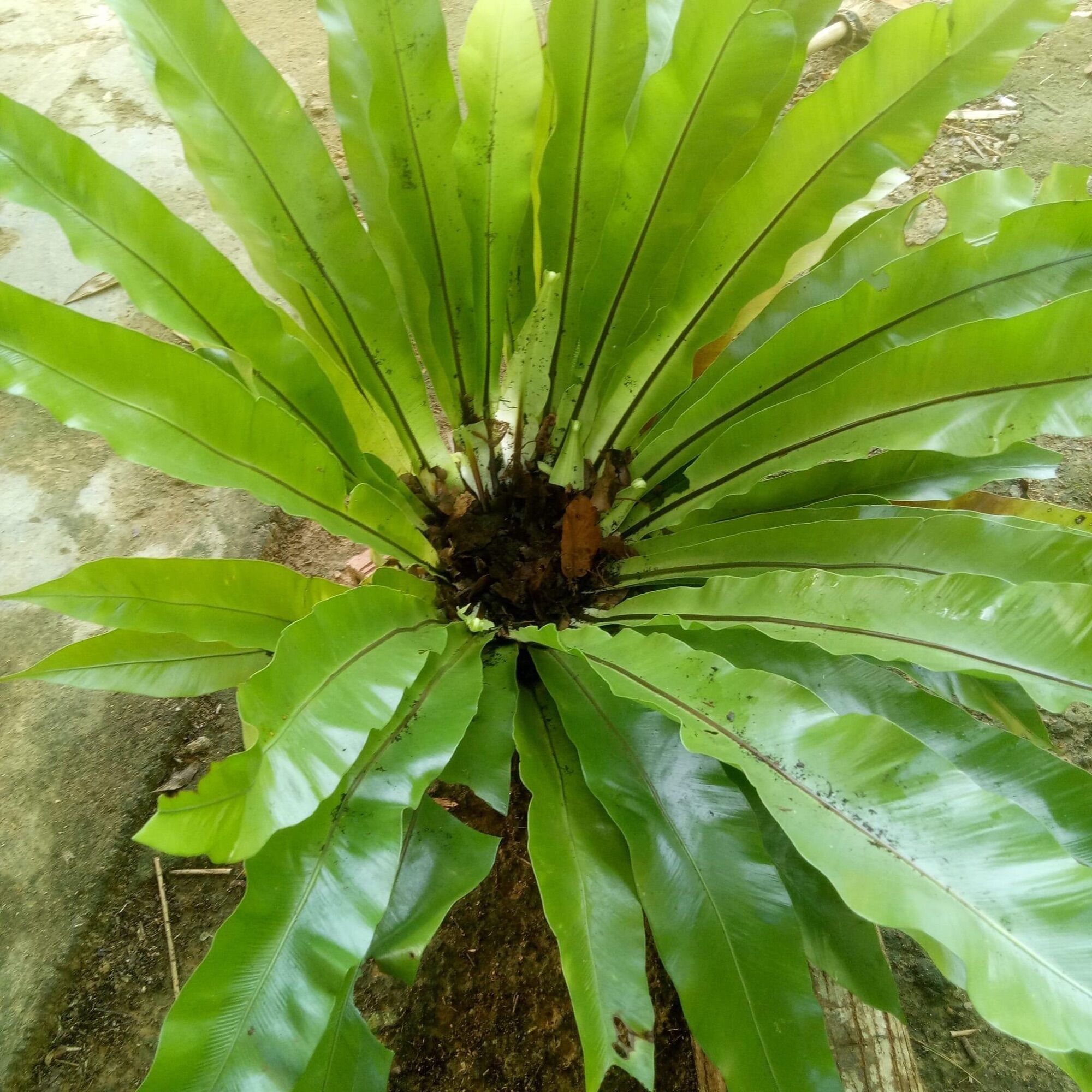 Cây tổ Phụng